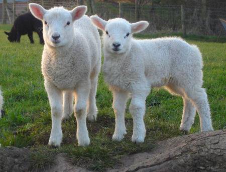 lambs