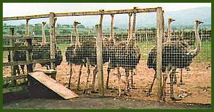 Eden Ostrich World
