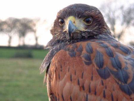 Cumberland Bird of Prey Centre - Long Byres Holiday Cottages
